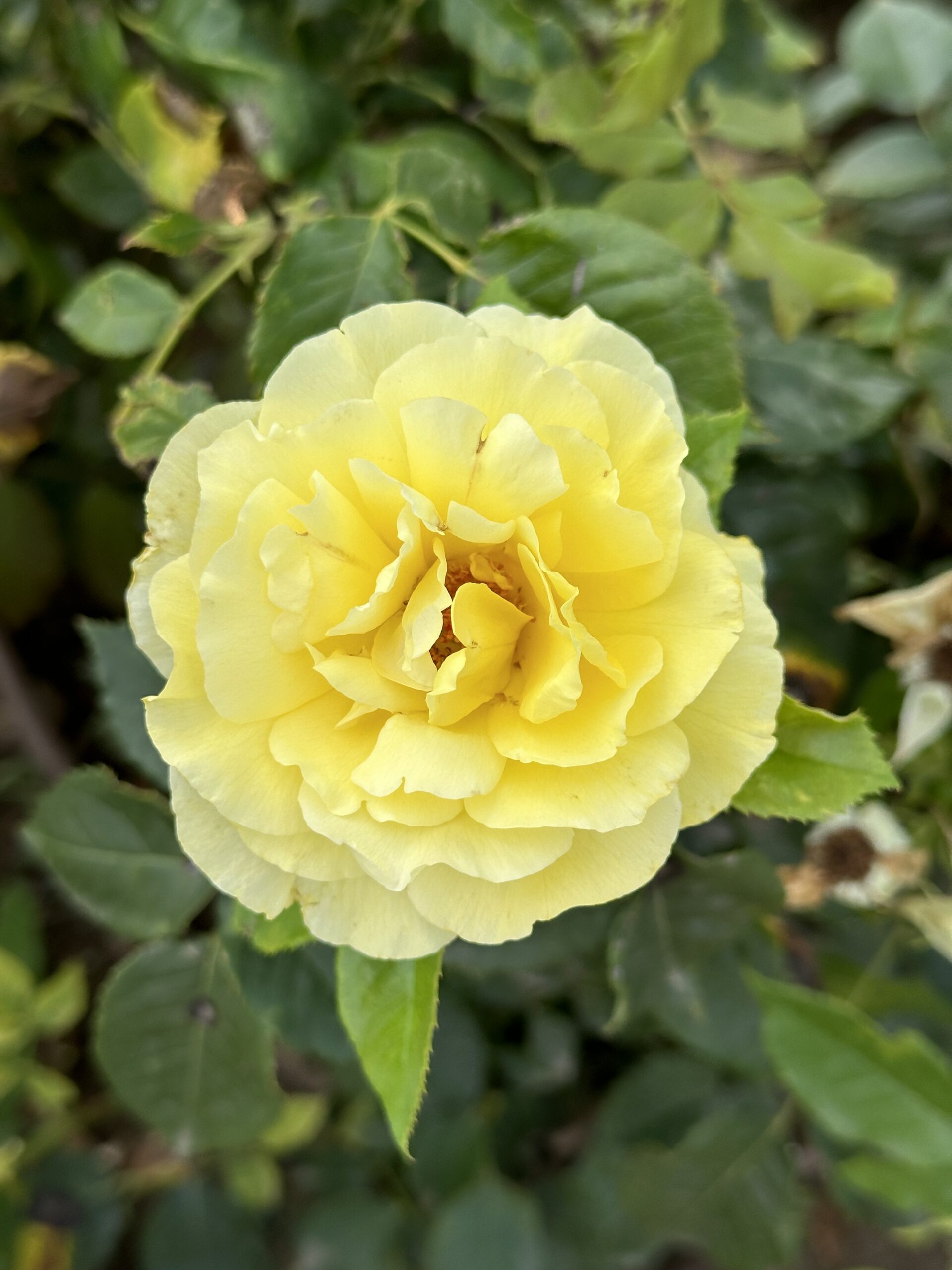 Friesia