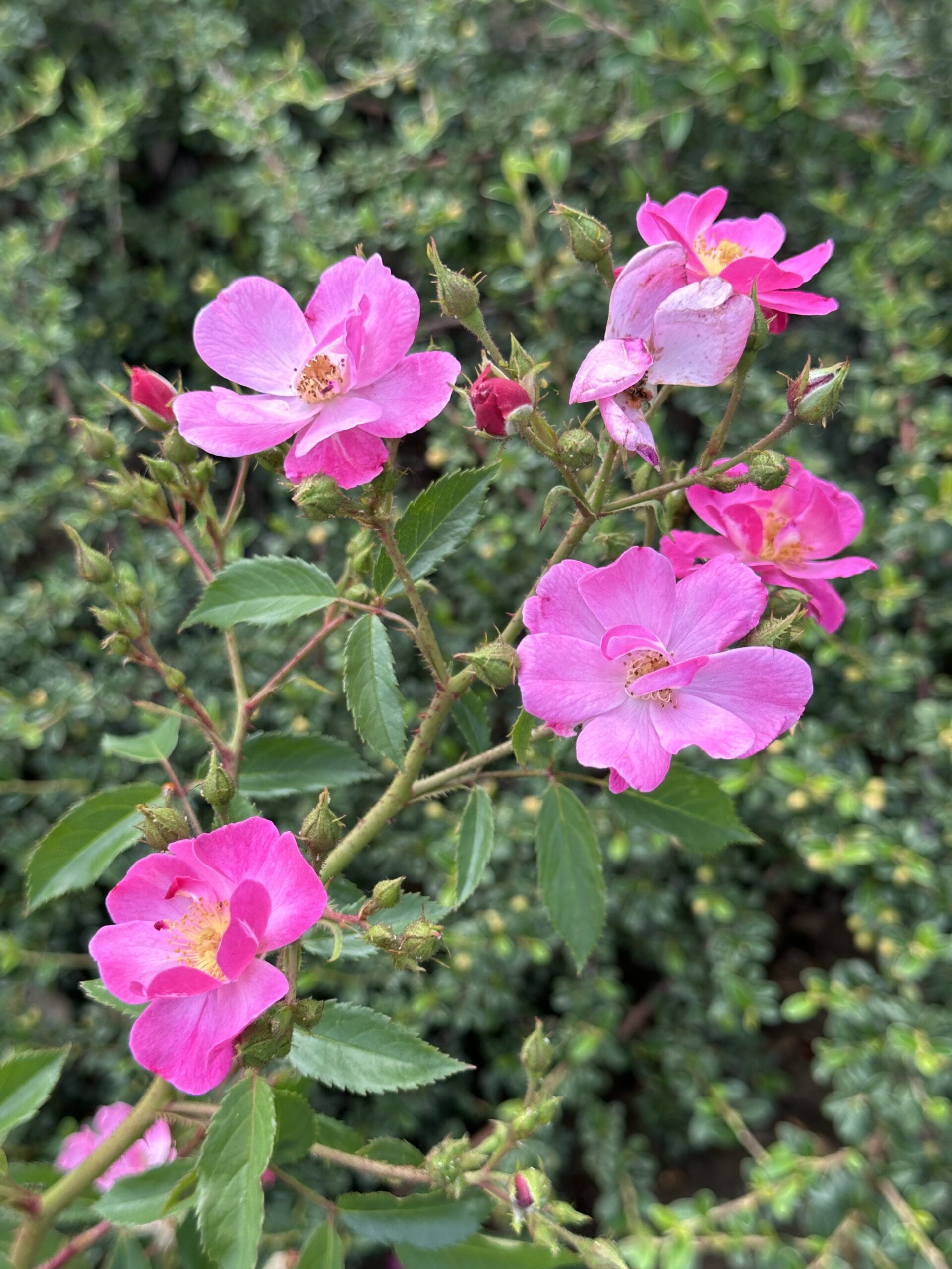 Heidetraum